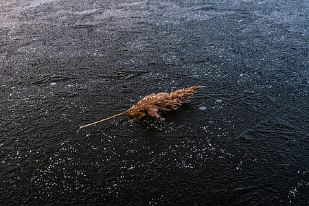 brown leaf thumbnail