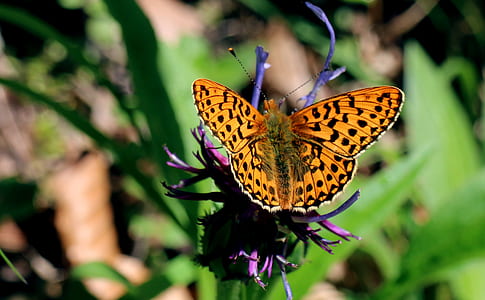 gulf fritillary butterfly perching on purple flower in close-up photography thumbnail