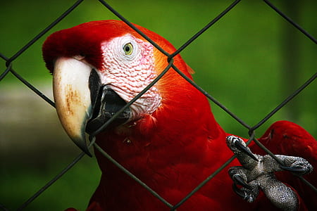 red and white parrot thumbnail