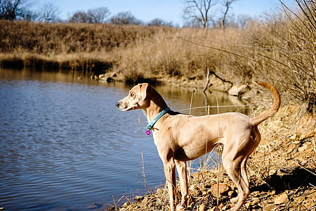 dog standing in front of body of water thumbnail