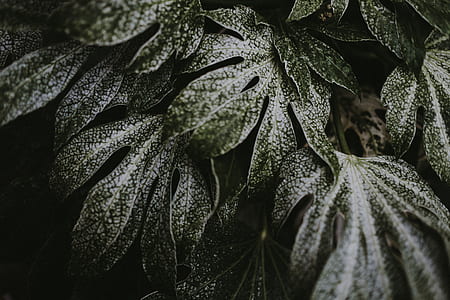 selective color photo of green leaf thumbnail