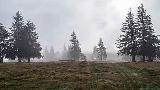 pine trees covered with fog thumbnail