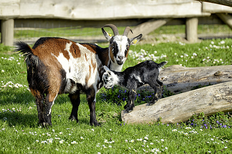 goat and kid on grass pasture thumbnail
