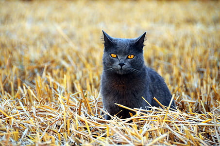 black cat on the grass field thumbnail