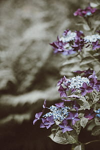 shallow focus photography of purple flowers thumbnail