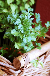 photography of green leaf plant thumbnail