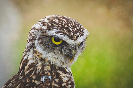 Selective-focus Photography of Brown Owl thumbnail