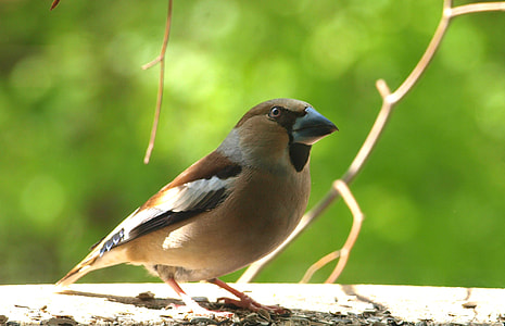 Grosbeak, Coccothraustes Coccothraustes thumbnail