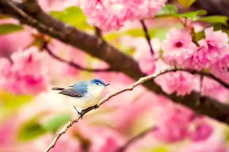 blue and white bird on tree branch in selective-focus photography thumbnail