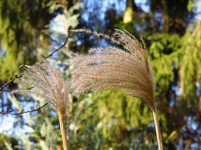 Miscanthus, Miscanthus Sinensis thumbnail