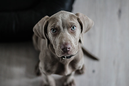 Lab Puppy Dog thumbnail