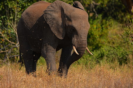 elephant walking on ground thumbnail