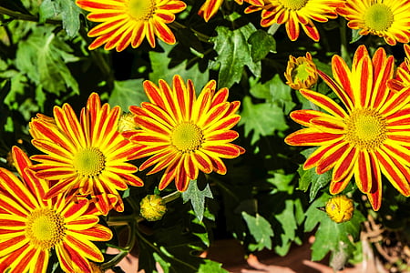 red flowers and leaves thumbnail