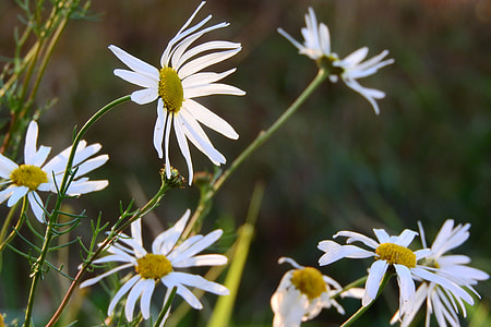 Keywords Fotomontáž, White Flowers thumbnail