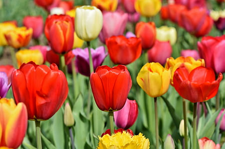 closeup photo of tulips flowers thumbnail