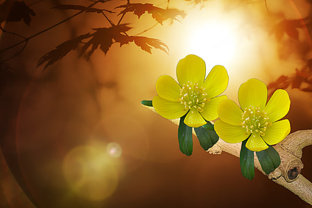 two yellow flowers under sunlight illustration thumbnail