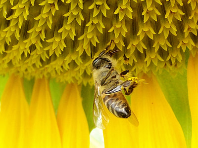 marco photography of honey bee thumbnail