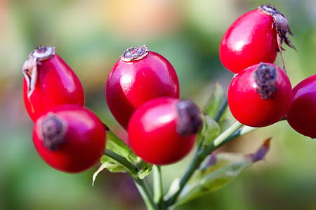 closeup photo of red fruits thumbnail