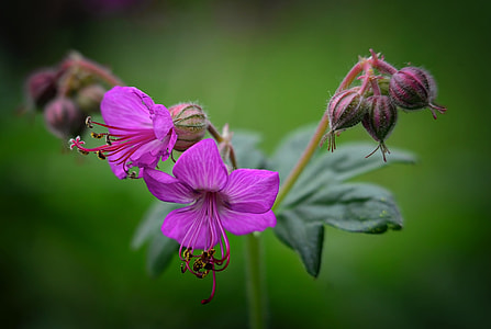 macro shot photography of two purple flowers thumbnail