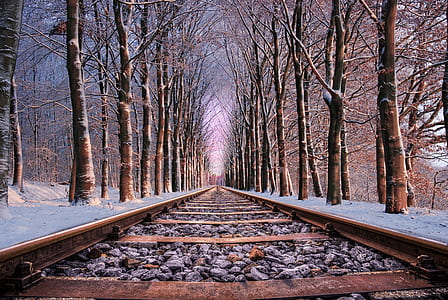 Railroad in Between the Trees thumbnail