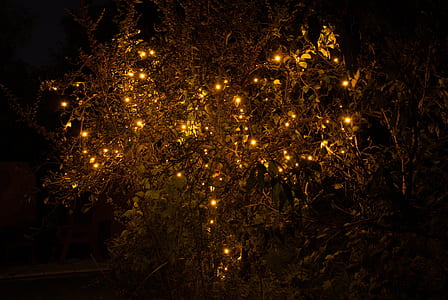 photo of illuminated tree thumbnail