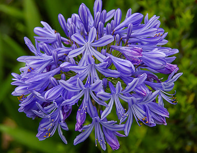 selective focus photography of purple lily of the Nile flowers thumbnail