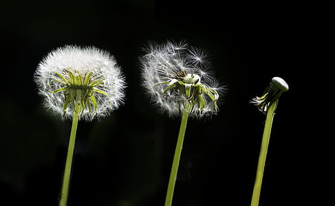 three white dandelion flowers thumbnail
