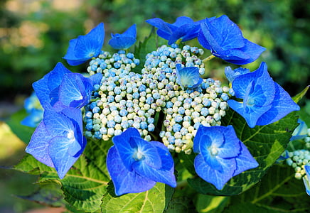 selective focus photography of blue petaled flowers thumbnail