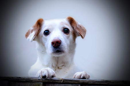 adult white and tan Jack Russell terrier thumbnail