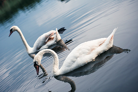 Swans on the Lake thumbnail