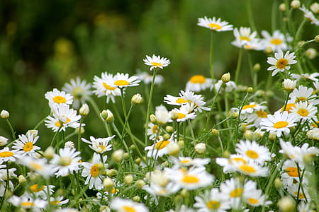 daisy flowers shallow focus photography thumbnail