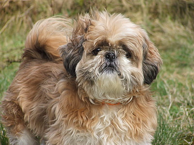 brown and white shih tzu on grass thumbnail