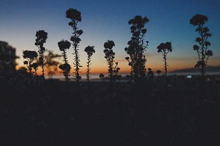 trees under sky thumbnail