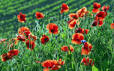 orange flowers in shallow photography thumbnail