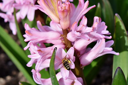 closeup photography of bee in pink petaled flower in bloom during day thumbnail