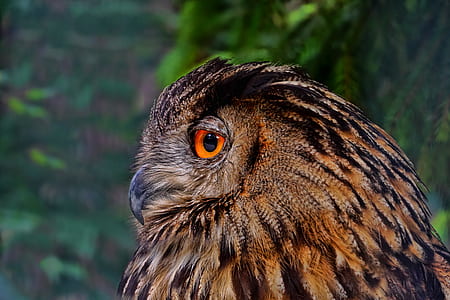 brown owl in shallow focus shot thumbnail