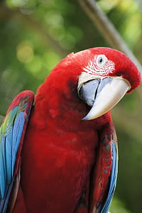 shallow focus photography of red Parrot on tree branch thumbnail