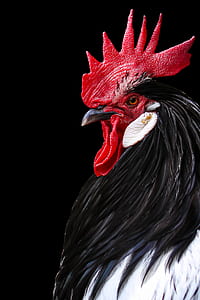 painting of black and white rooster thumbnail