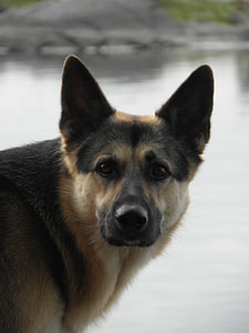 black and tan German Shepherd Dog thumbnail