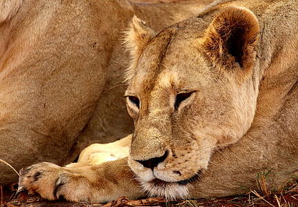 closeup photography of lioness lying on ground thumbnail