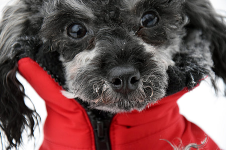 black dog in red zip-up jacket thumbnail