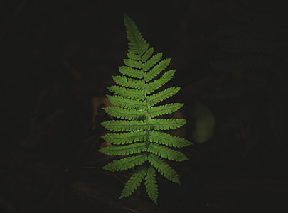 shallow focus photography of fern leaf thumbnail