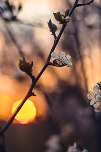 shallow focus of white flower thumbnail