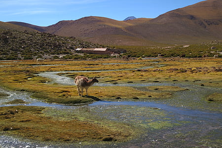 brown and white deer in middle on watery land during daytime thumbnail