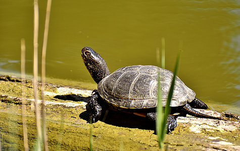black and gray turtle neck thumbnail