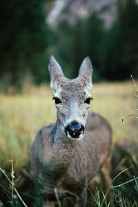 closeup photo of gray fawn thumbnail