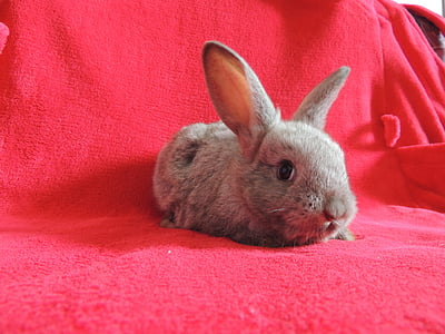 grey rabbit thumbnail