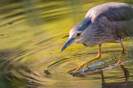 gray fowl on body of water thumbnail