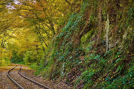 railway surrounded by trees thumbnail