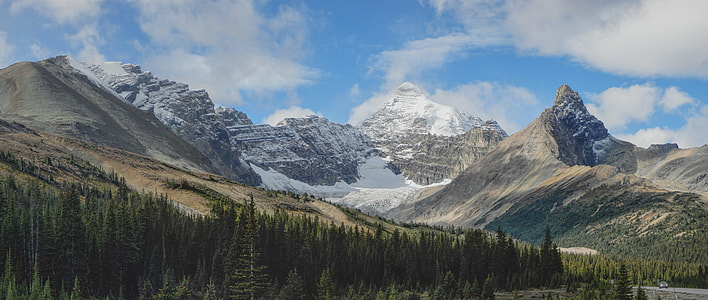 pine trees with snow-capped mountain at distance thumbnail